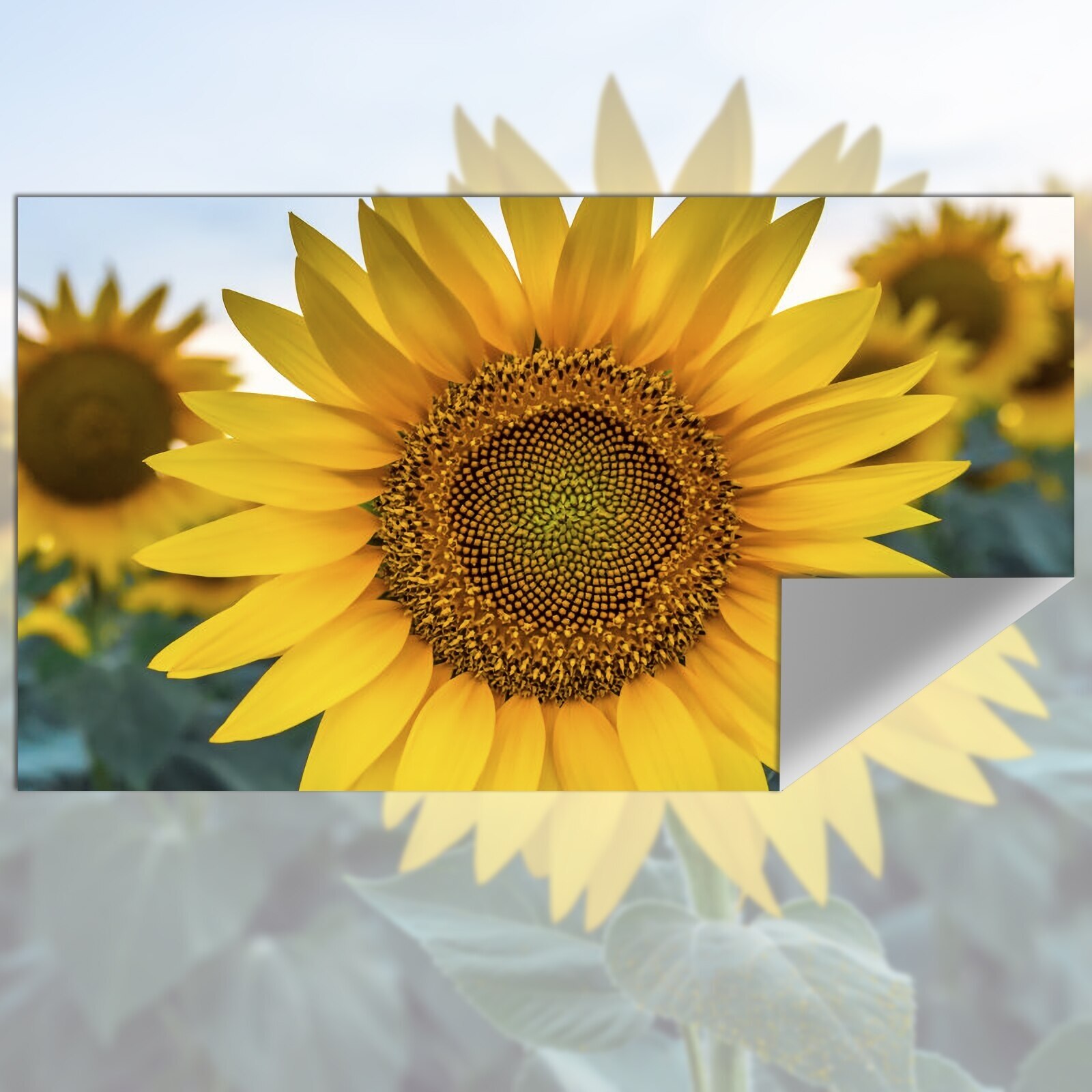 Projection Screen Reflective F - Slide Film 120 บทวิจารณ์และราคา